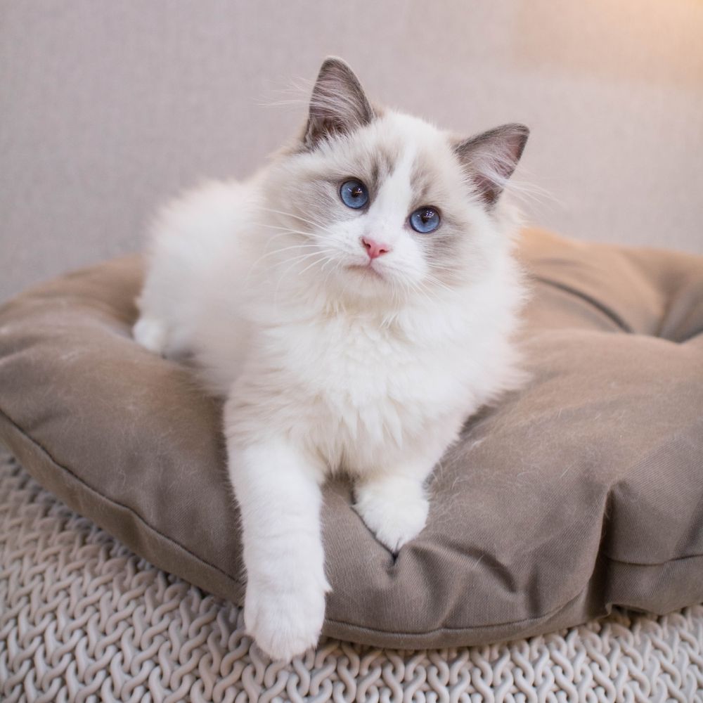 a cat sitting on a cushion 