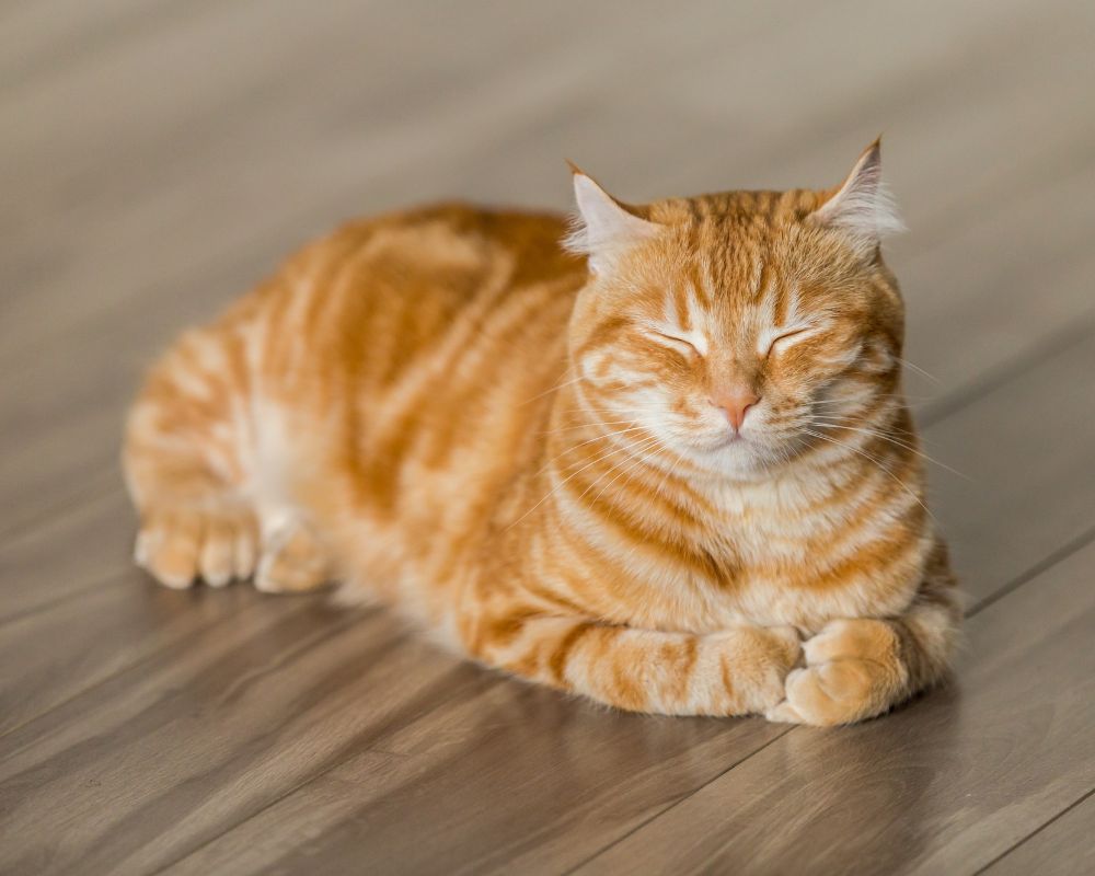 a cat sitting on wood floor with closed eyes