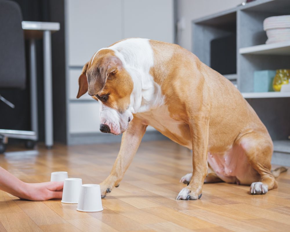a dog in room with three cups in front of it