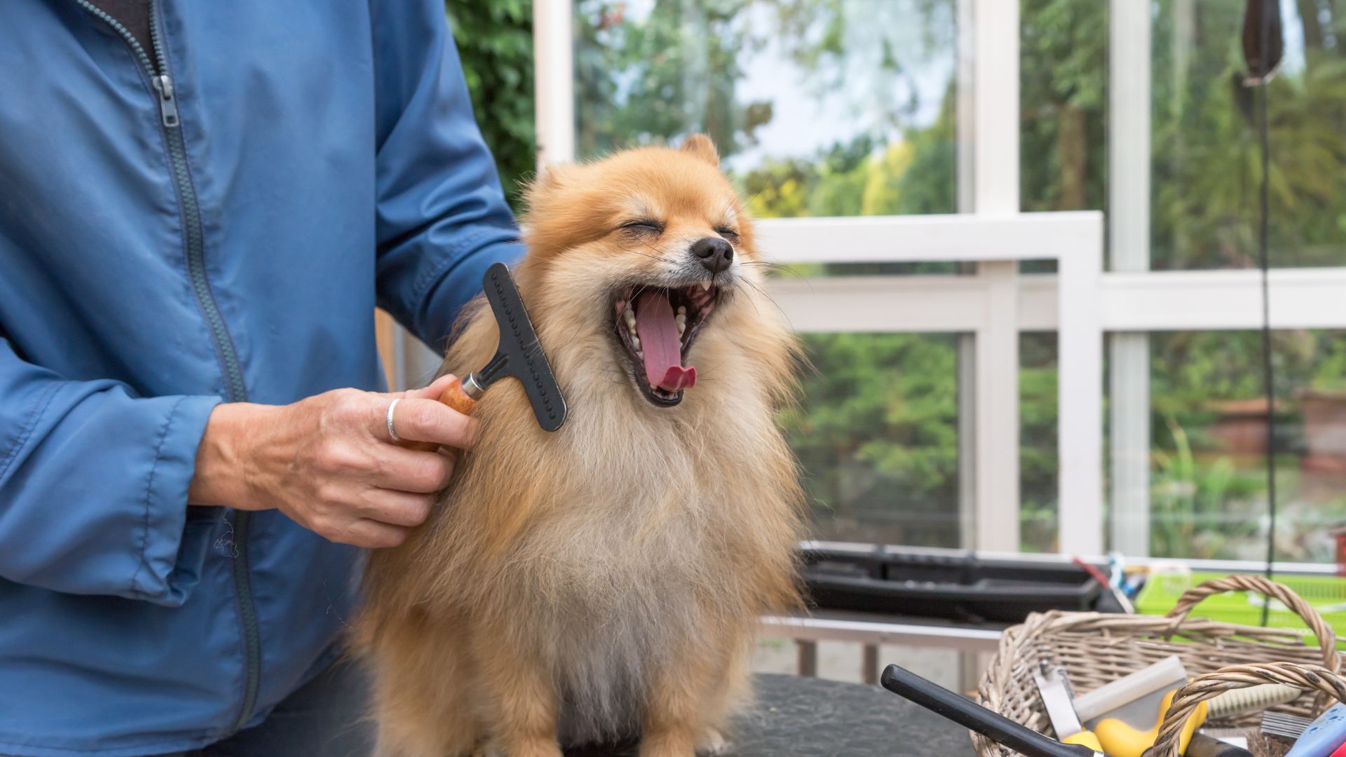 a dog being groomed by a groomer