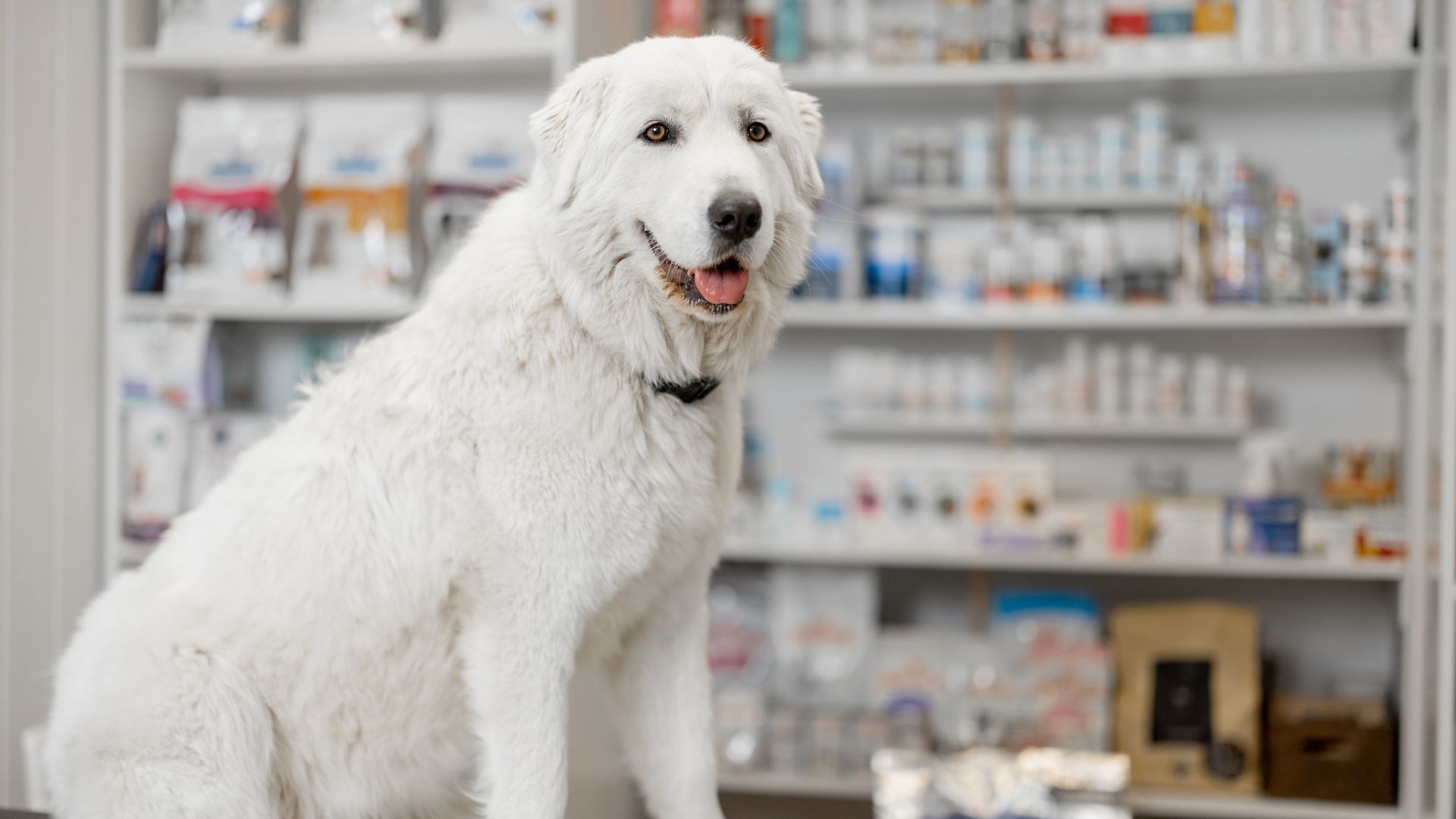 a dog sitting on a table in a pharmacy