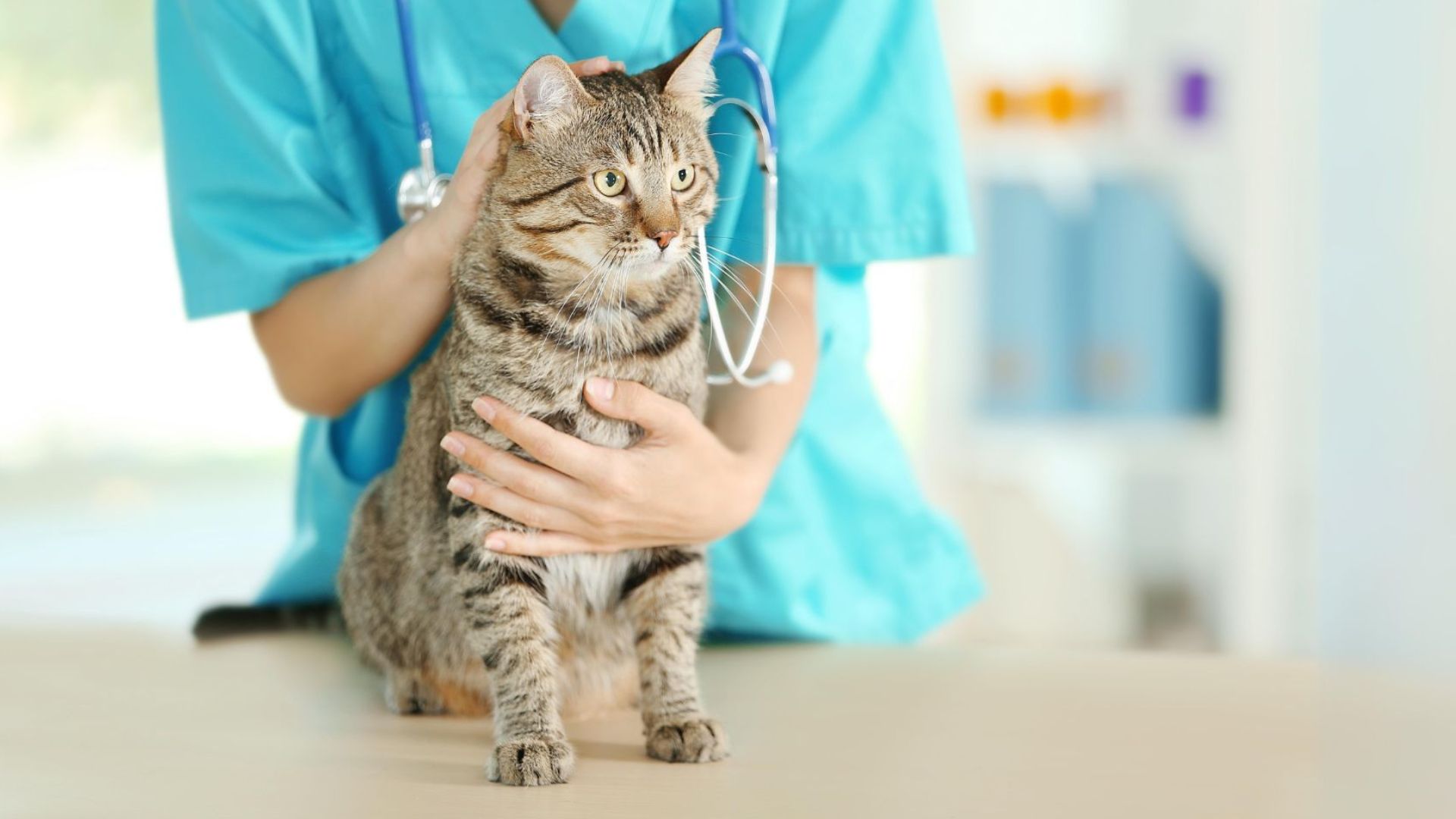 a cat with a vet having a stethoscope around her neck