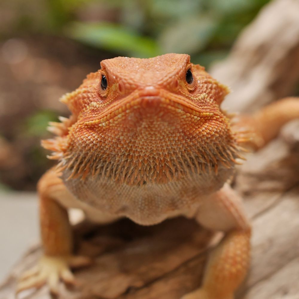 a dog wrapped in a blanket